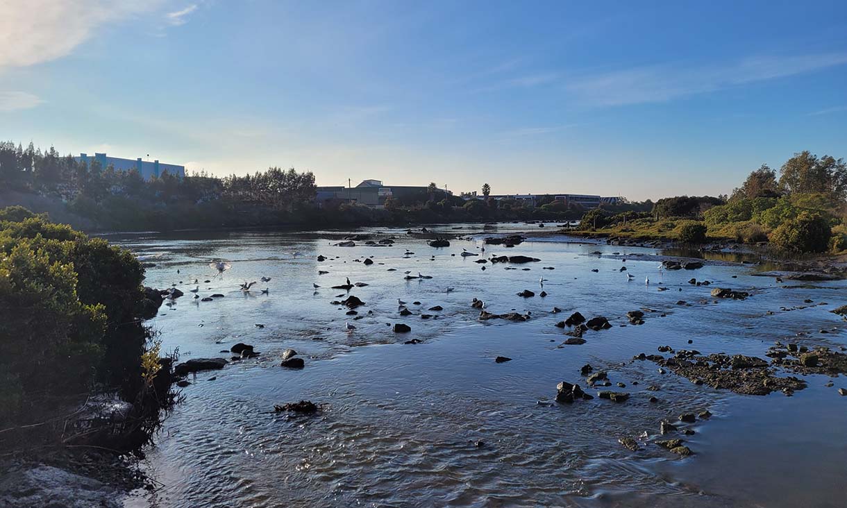 A tranquil scene of a wide river with scattered rocks, birds resting along the water's surface, and lush trees lining the banks. Industrial buildings are visible under a clear blue sky.