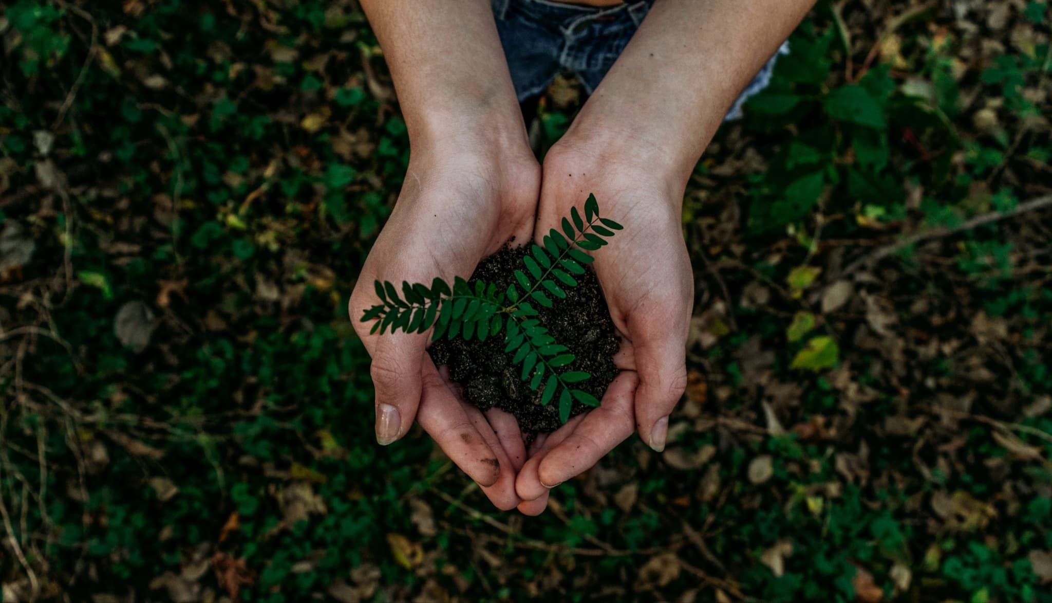 Pair of hands holding fern seedling