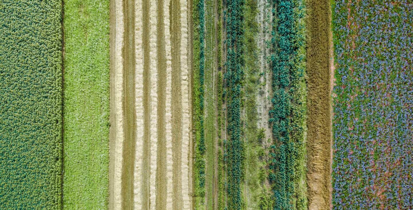 Image of a field of crops and plants.