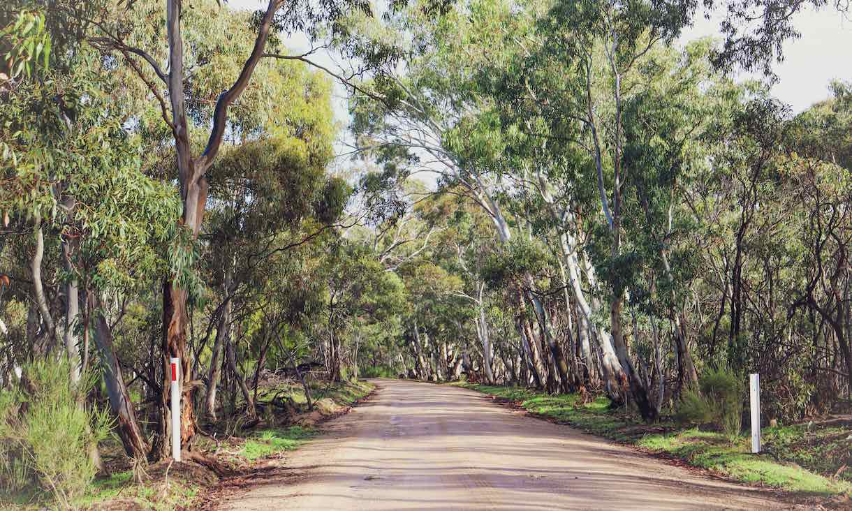 dirt road flanked by gum trees in australian bush