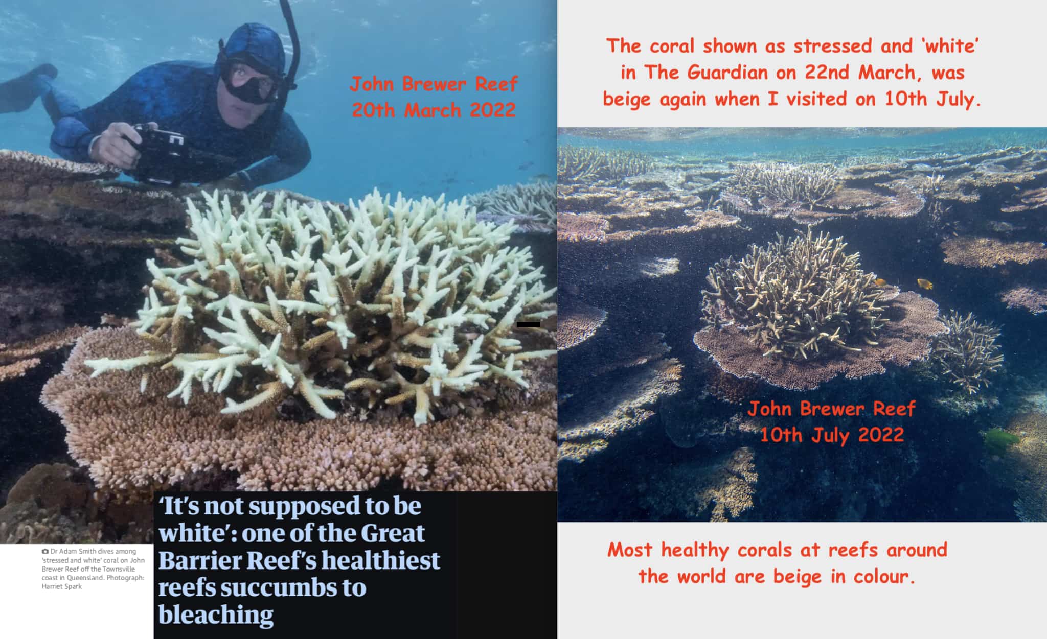 Two contrasting images of John Brewer Reef both showing  beige coral with text overlaid