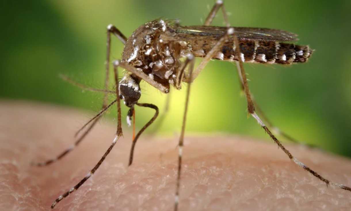 Japanese encephalitis mosquito