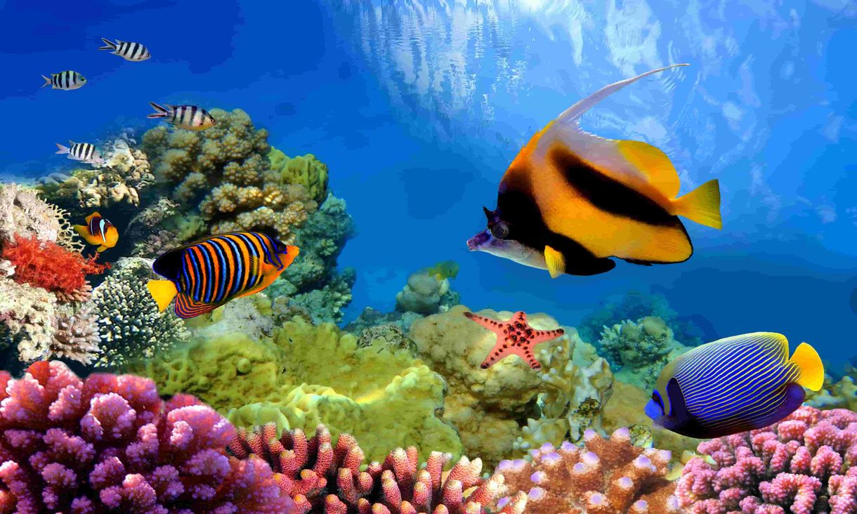 Great Barrier Reef coral and tropical fish