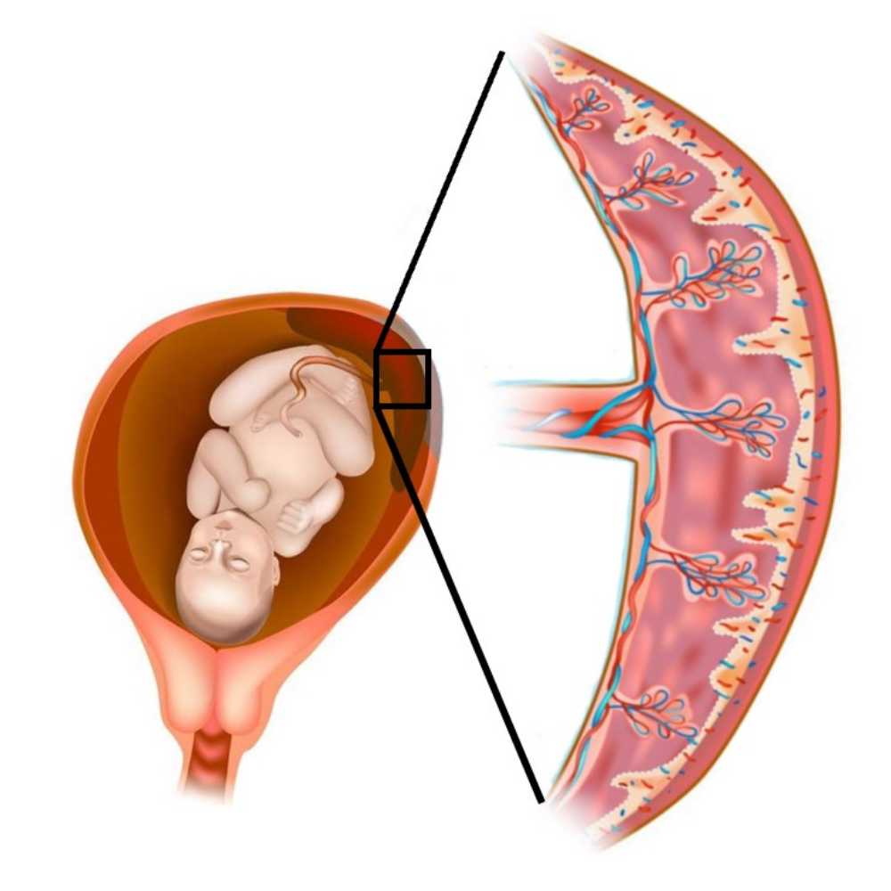 Placenta development