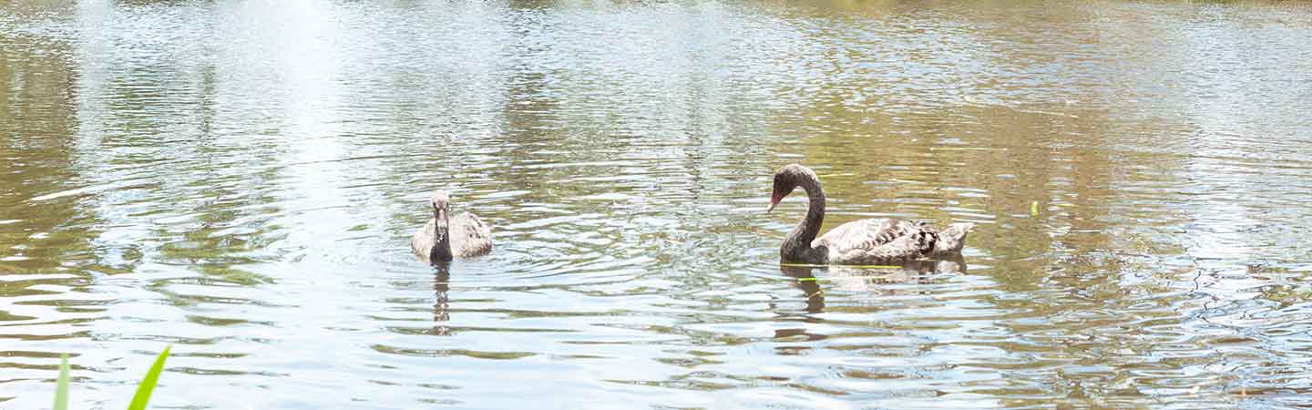 Ducks on the Bundoora Lake