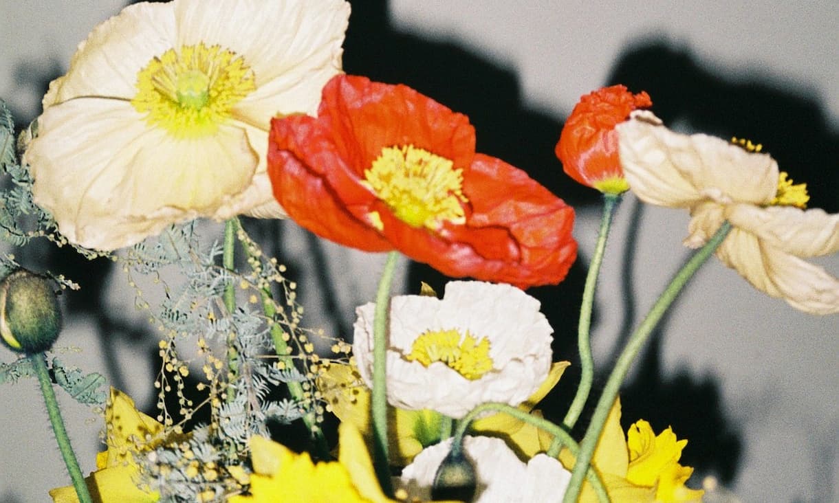 Close-up shot of a variety of coloured flowers 