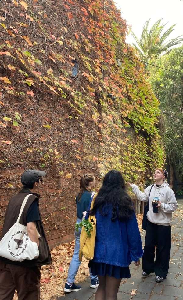 Bethany is showing three other students a high brick wall covered in Ivy. They are standing on cobblestones that are covered in fallen autumn leaves.