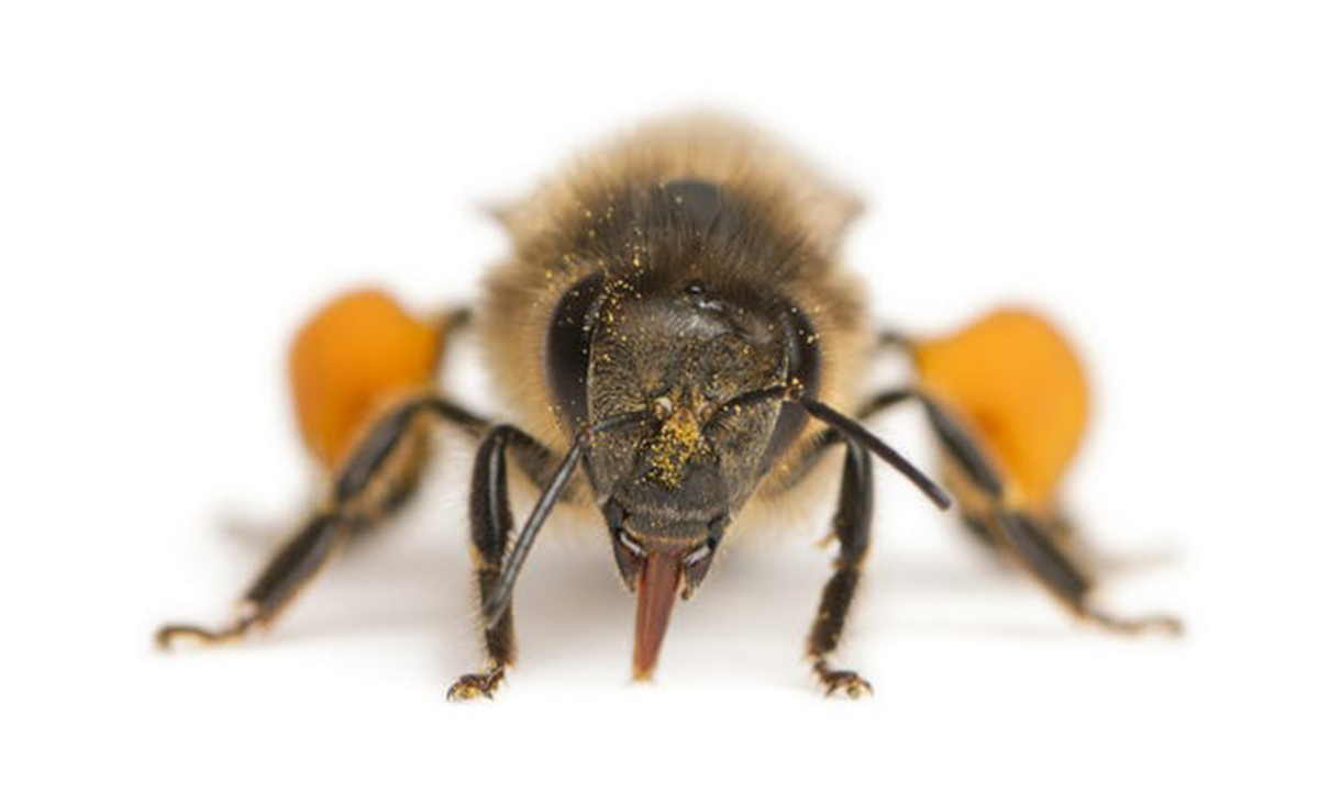 The tiny brains of bees can recognise faces