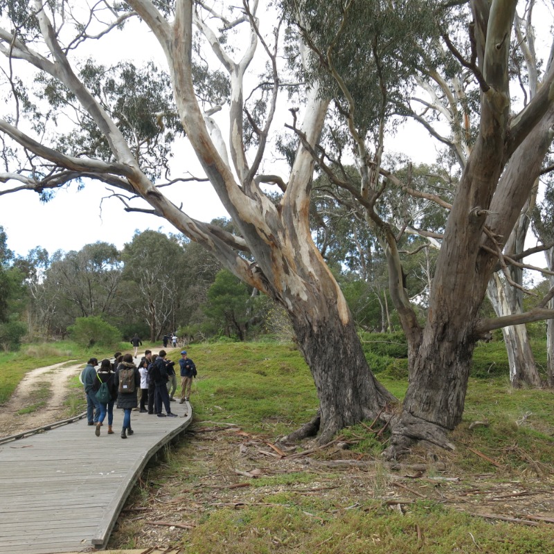 Guided walk along the Werribee River.