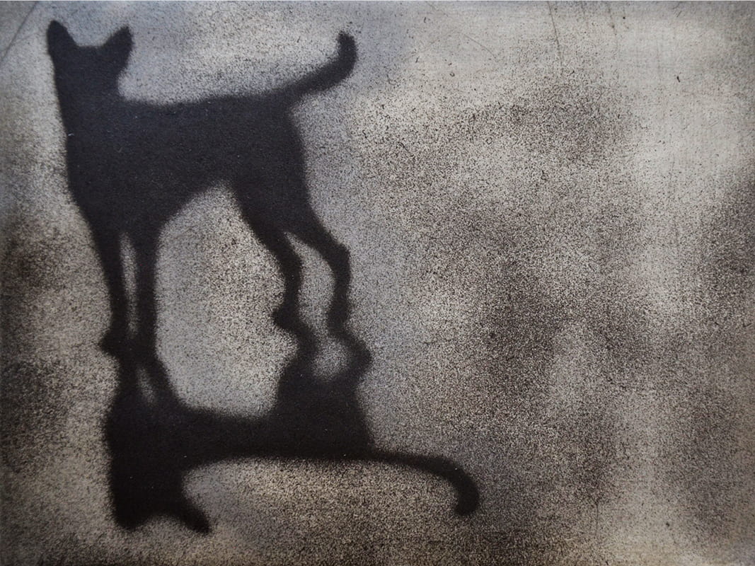 A black silhoutte of a large dog and it's shadow. The background is concreate coloured with black splatter so that the image looks like graffiti.