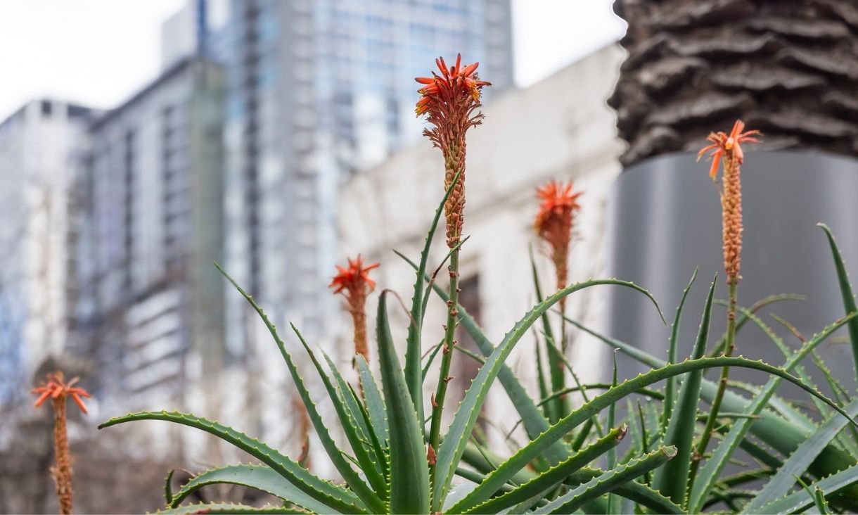 Orange flowering plant on RMIT City campus