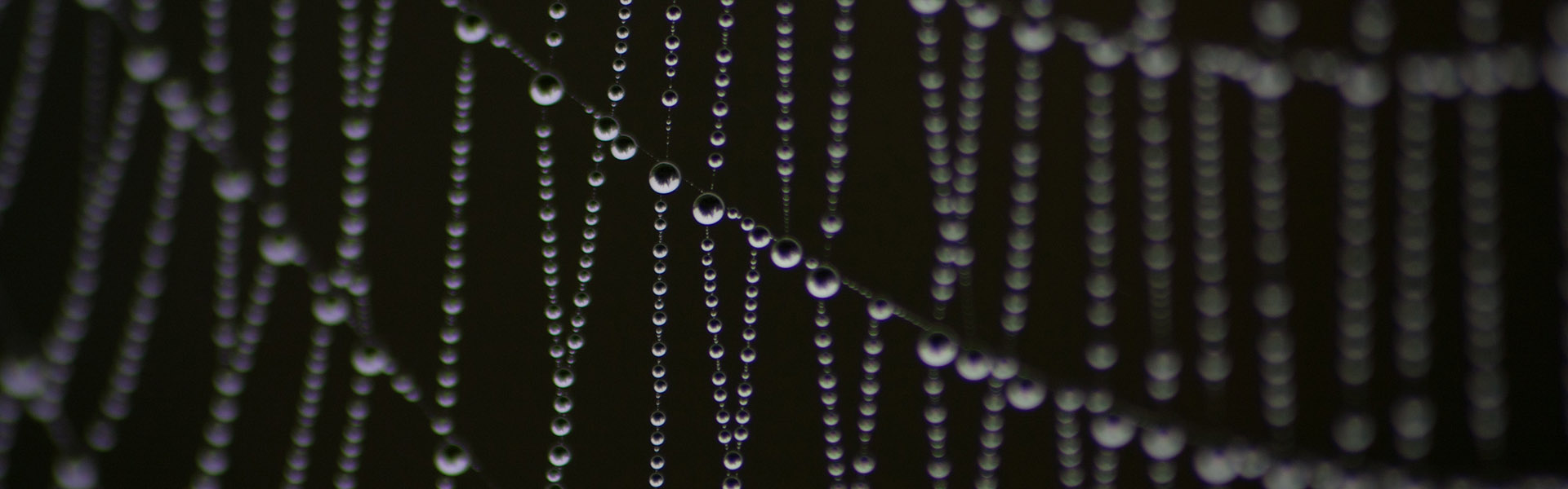 Dew on spiderweb