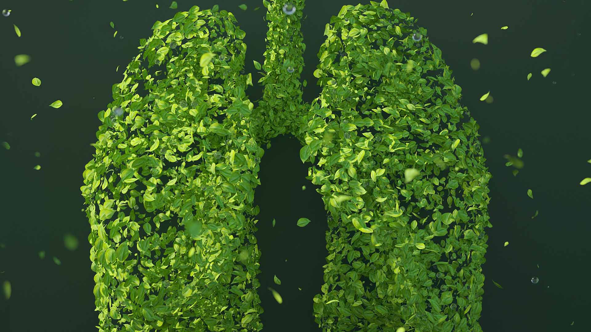 lungs made from green leaves