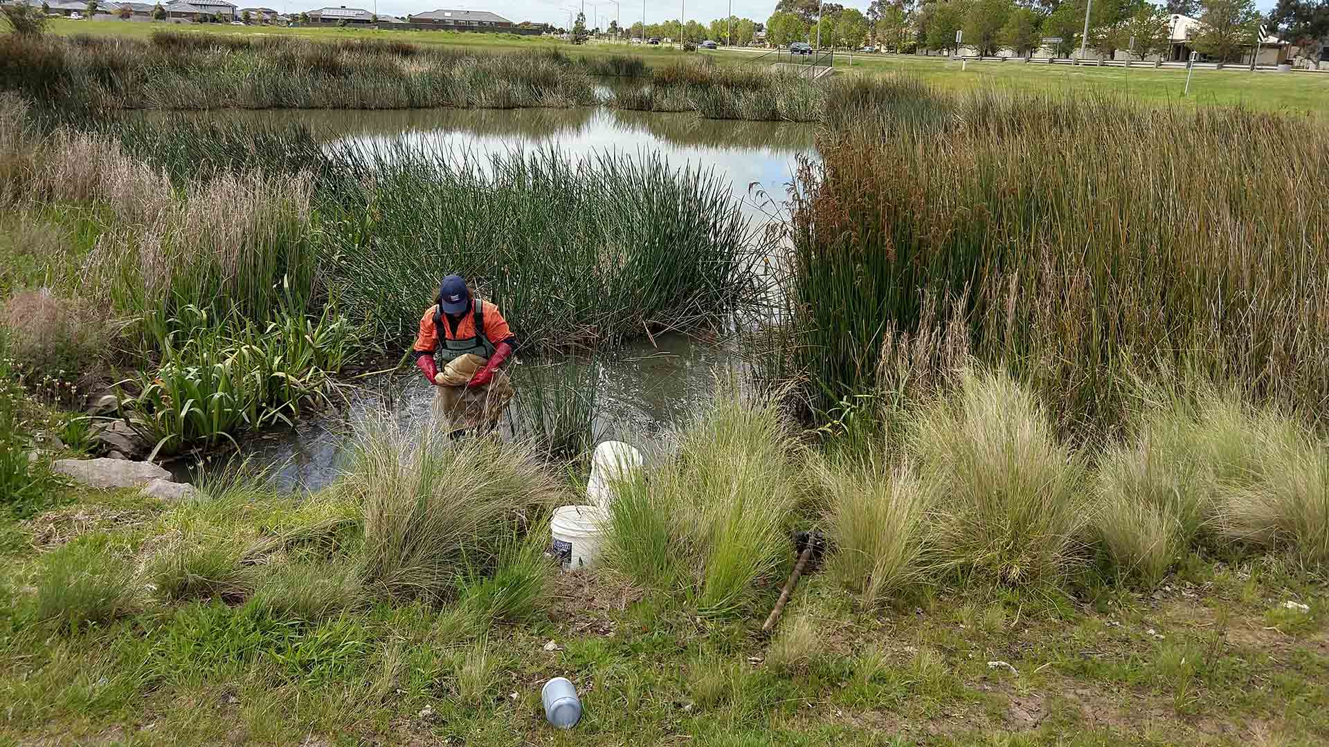 Collecting sediment samples for toxicant screening from a wetland in an urban area