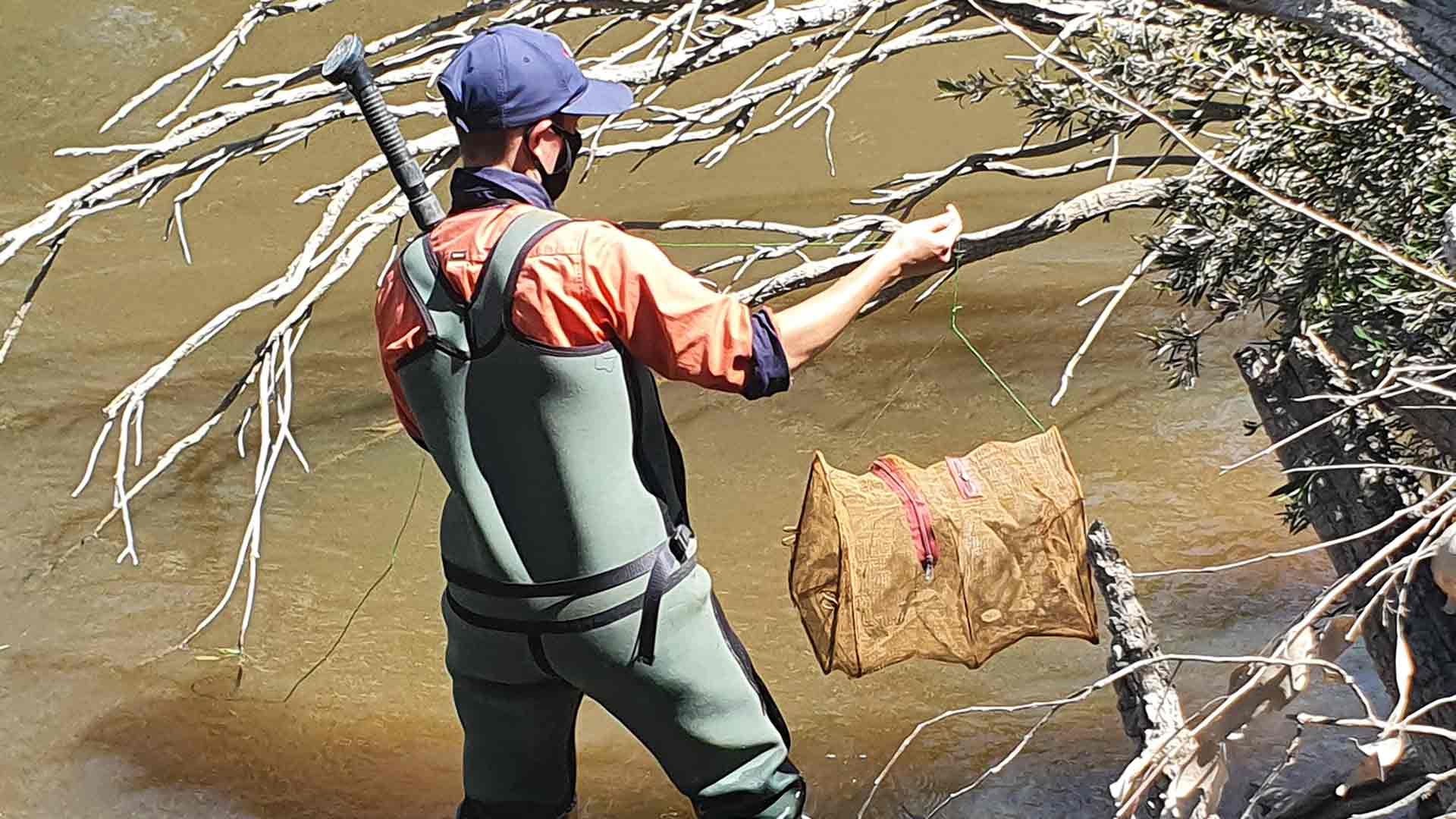 A person in a river with a bait trap