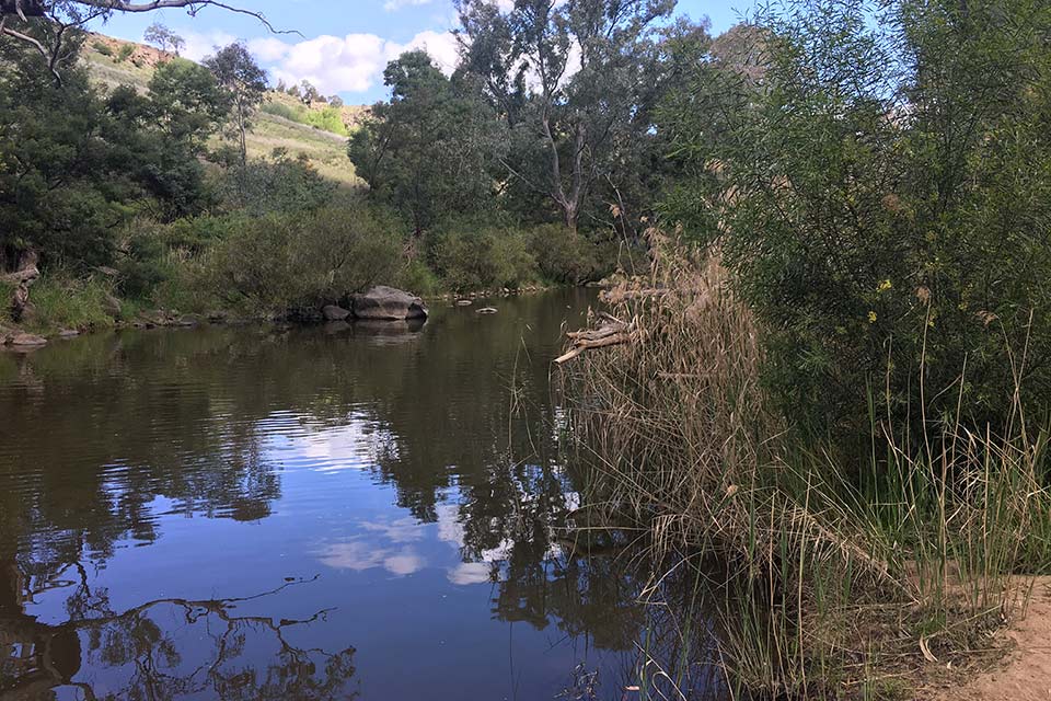 Campaspe River with trees either side and a hill in the background