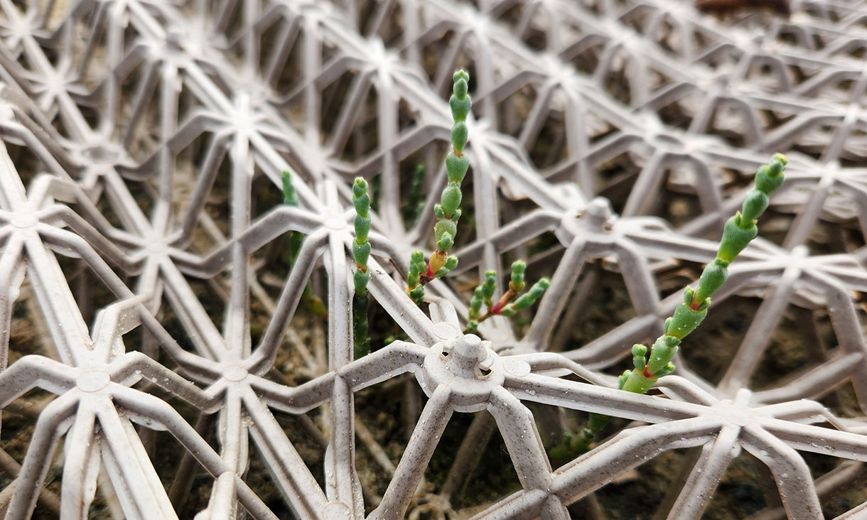 Green plant shoots emerging through a hexagonal coastal erosion control mesh.