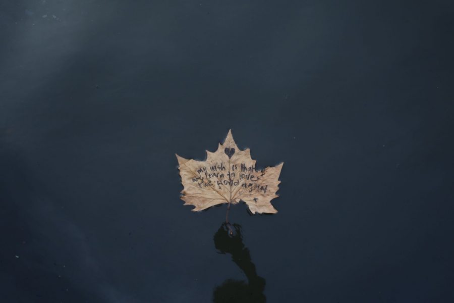 A brown plane tree leaf floating on dark water with some text written on it - 'my wish is that we learn to love the world again'.