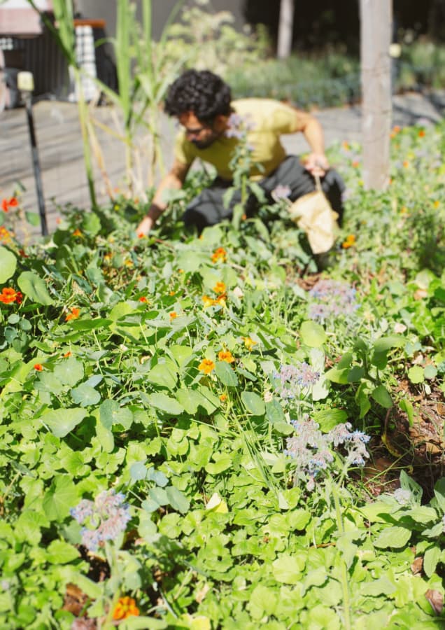 A man crouching in a lush garden picking produce in the sunshine.