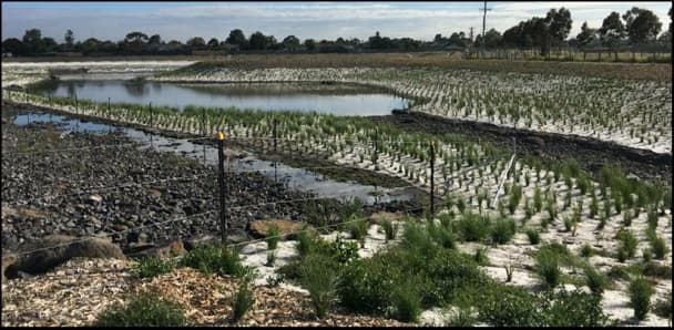 Upper Stony Creek after transformation showing many small plants