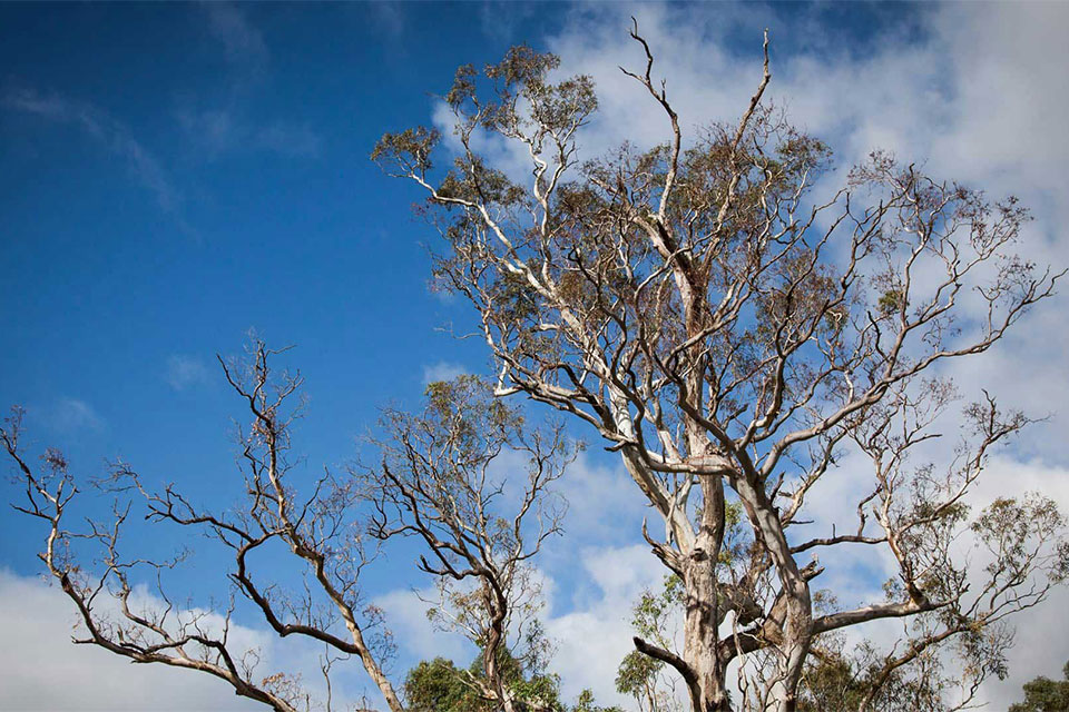 australian bushland with blue sky