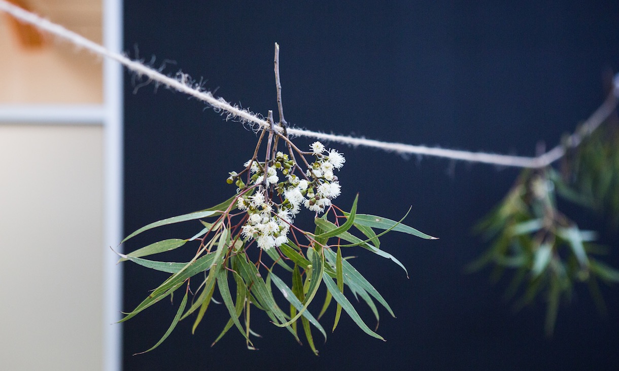 A bunch of green gum leaves and white flowers hang from a string.