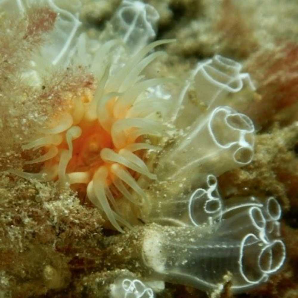 anemone sea animal