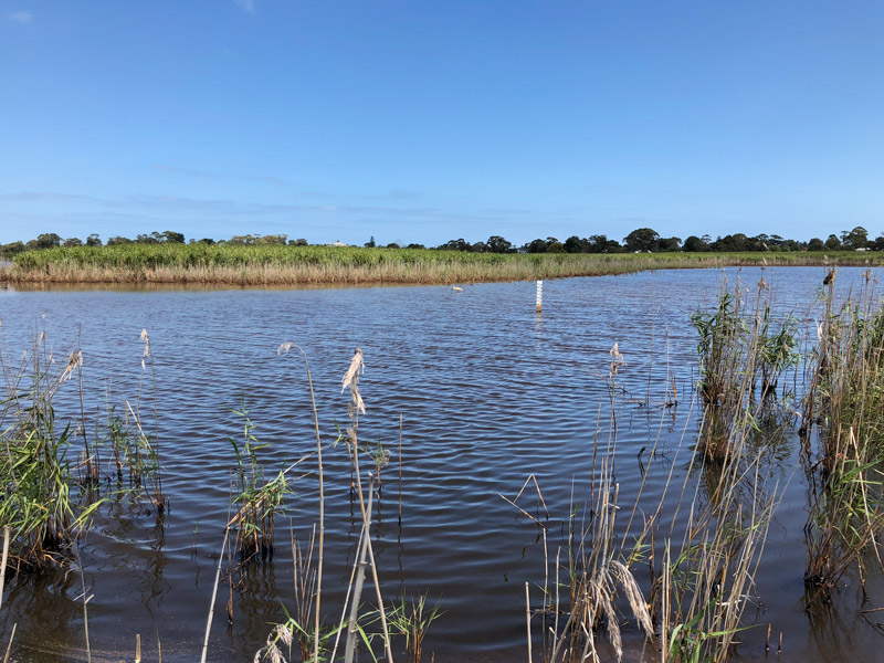 Photo of the Edithvale-Seaford Wetlands. Photo is taken at landscape. Foreground is water with various long grass and plants coming out. In the distance are birds resting on the water. In the distance is a hill where the water stops, the bottom half is brown (dirt) and the top half is green (grass). The sky is blue with few clouds in the sky.