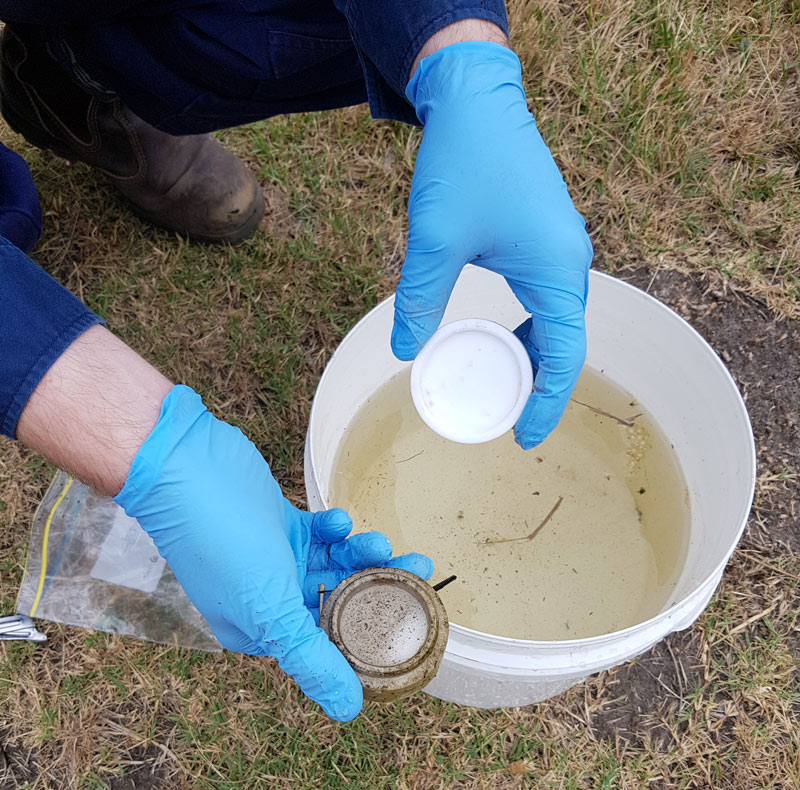 Photo of a researcher processing a passive sample. The photo is taken looking towards the ground. At the top left you can see the legs and arms of a person kneeling. The person is wearing blue latex gloves, brown leather shoes and dark long sleeve shirt and pants. Underneath their hands is a bucket filled with water. The water is dirty, with bits of sediment floating in it. The person is holding a clear jar in one hand, with some of the water in it, and a white lid in the other.