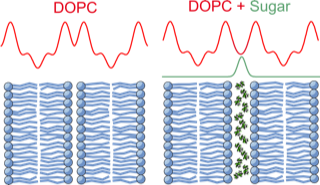 Figure 2. Scattering length density profiles of membranes with and without additional solutes. The detailed location of solutes within membrane systems can be obtained by Neutron and X-ray scattering methods.