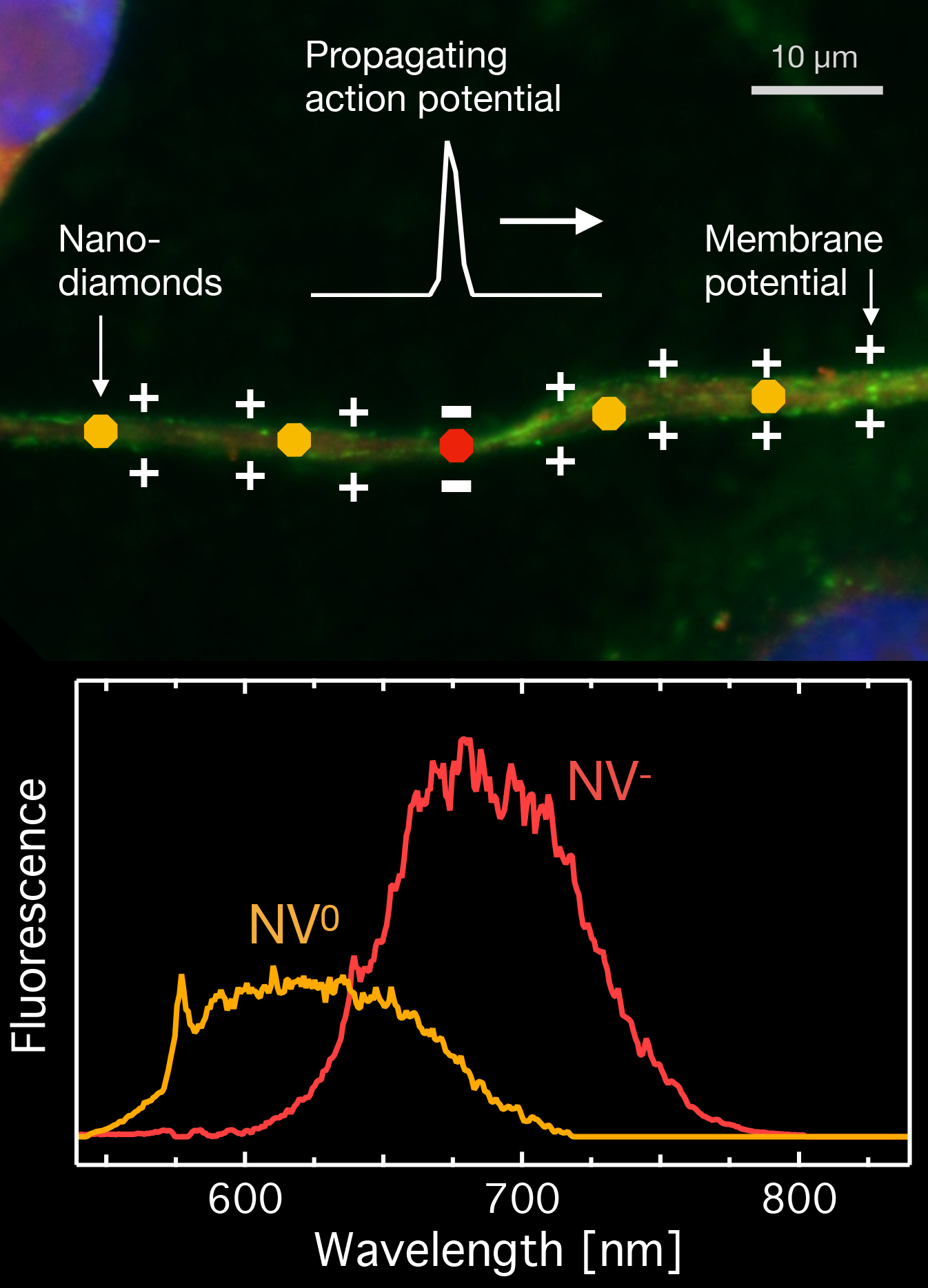 Figure 1. Imaging neuronal signals using fluorescence from the nitrogen-vacancy centre in nanodiamonds. Top: Illustration of an electric potential moving along a neuron. This potential causes a colour change in the fluorescence of the nanodiamond particles. Bottom: The fluorescence spectra associated with the two fluorescence colours. 