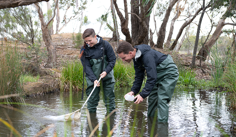 Two male students standing knee-deep in a pond collecting samples with a net.