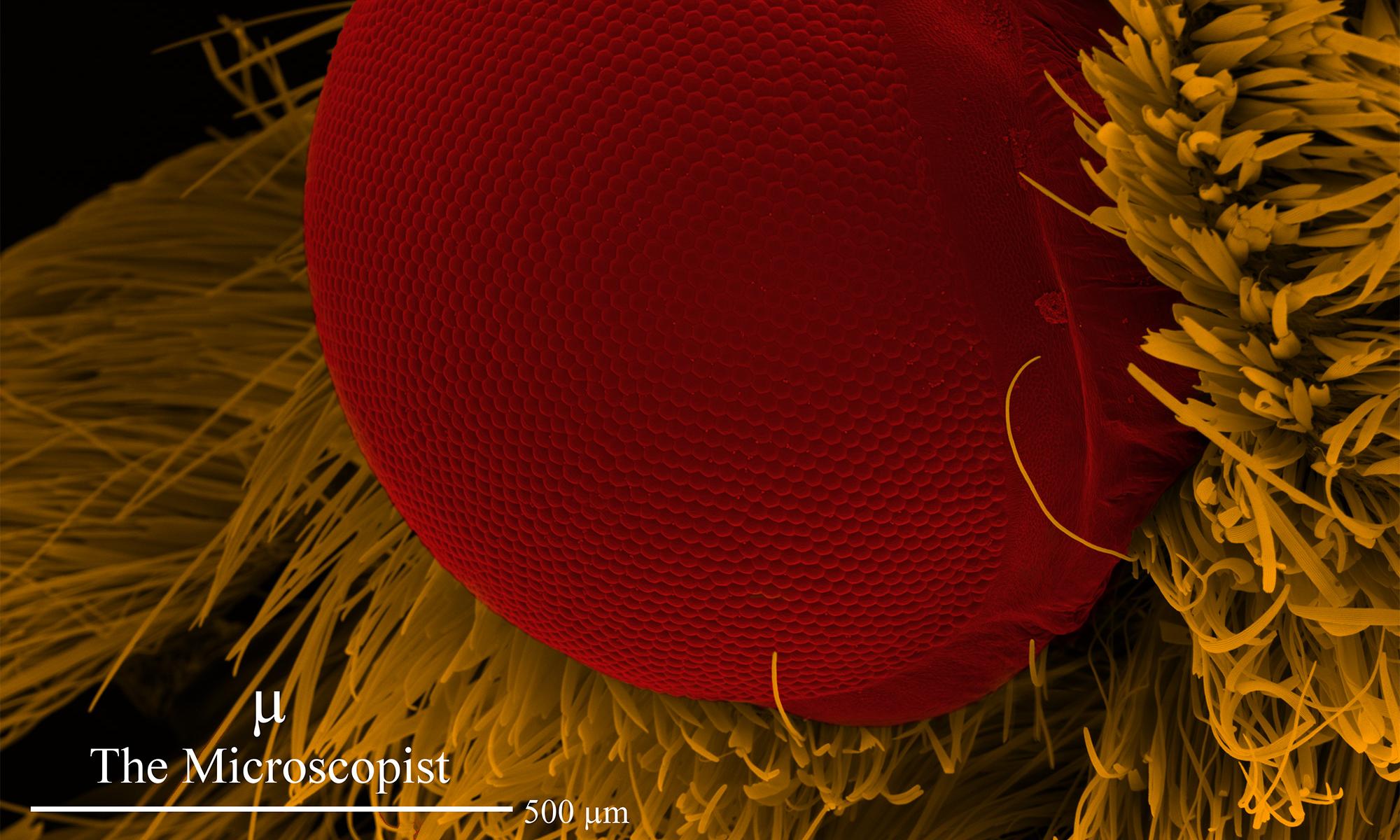 Daniel Oldfields microscopic image of a Moth's eye.
