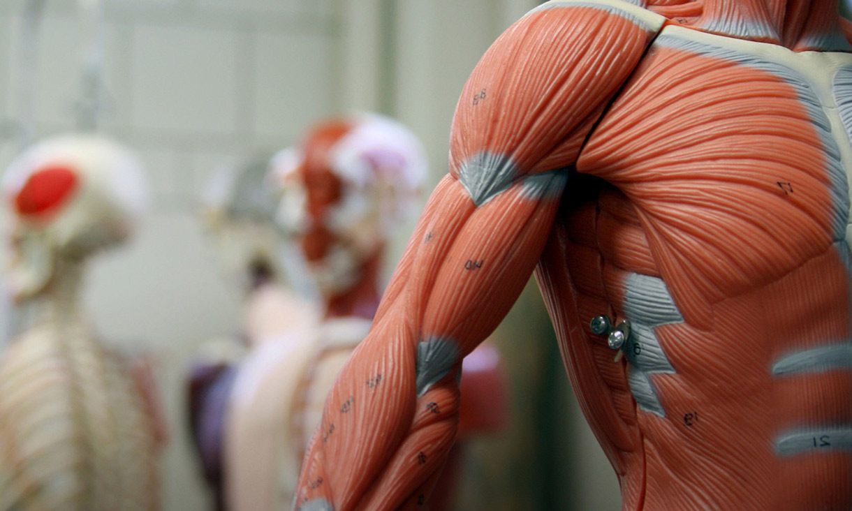 Musculature muscle model close-up of arm and shoulder
