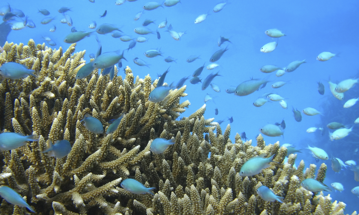 Fish swim around coral reef.
