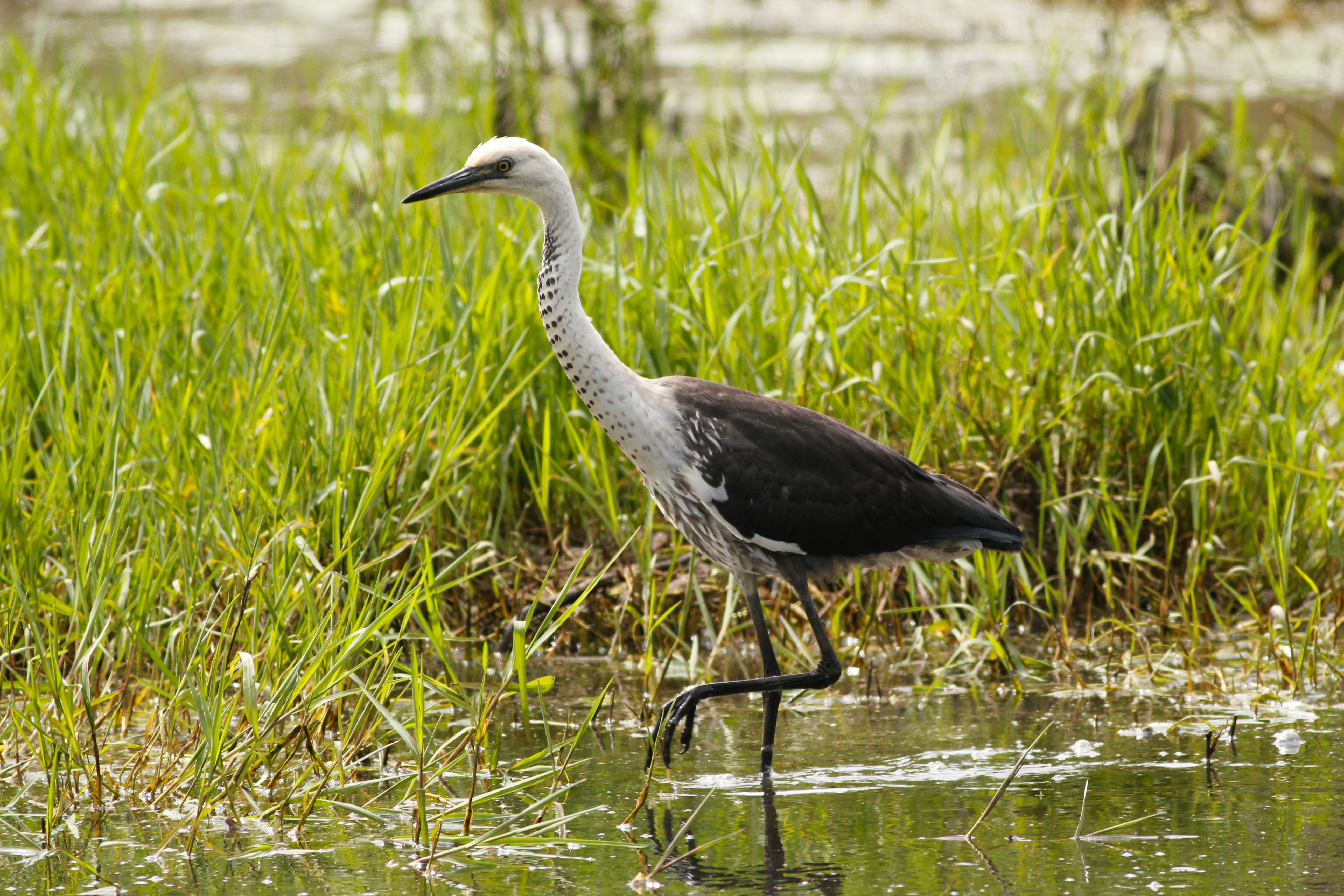 A white necked heron at Edithvale and Seaford Wetlands. 