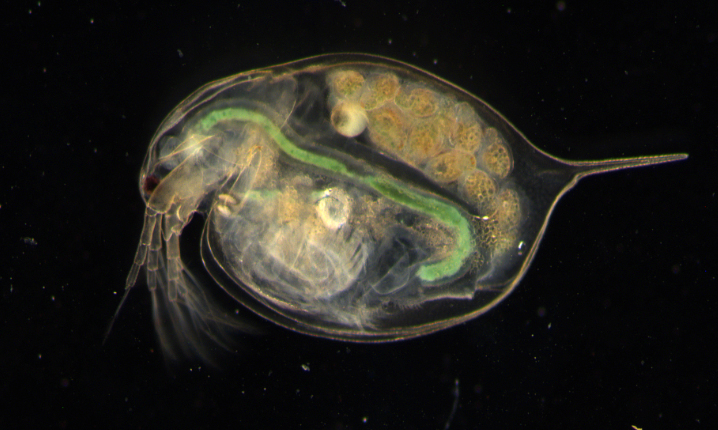 Floral foam inside the digestive tract of a freshwater crustacean. 