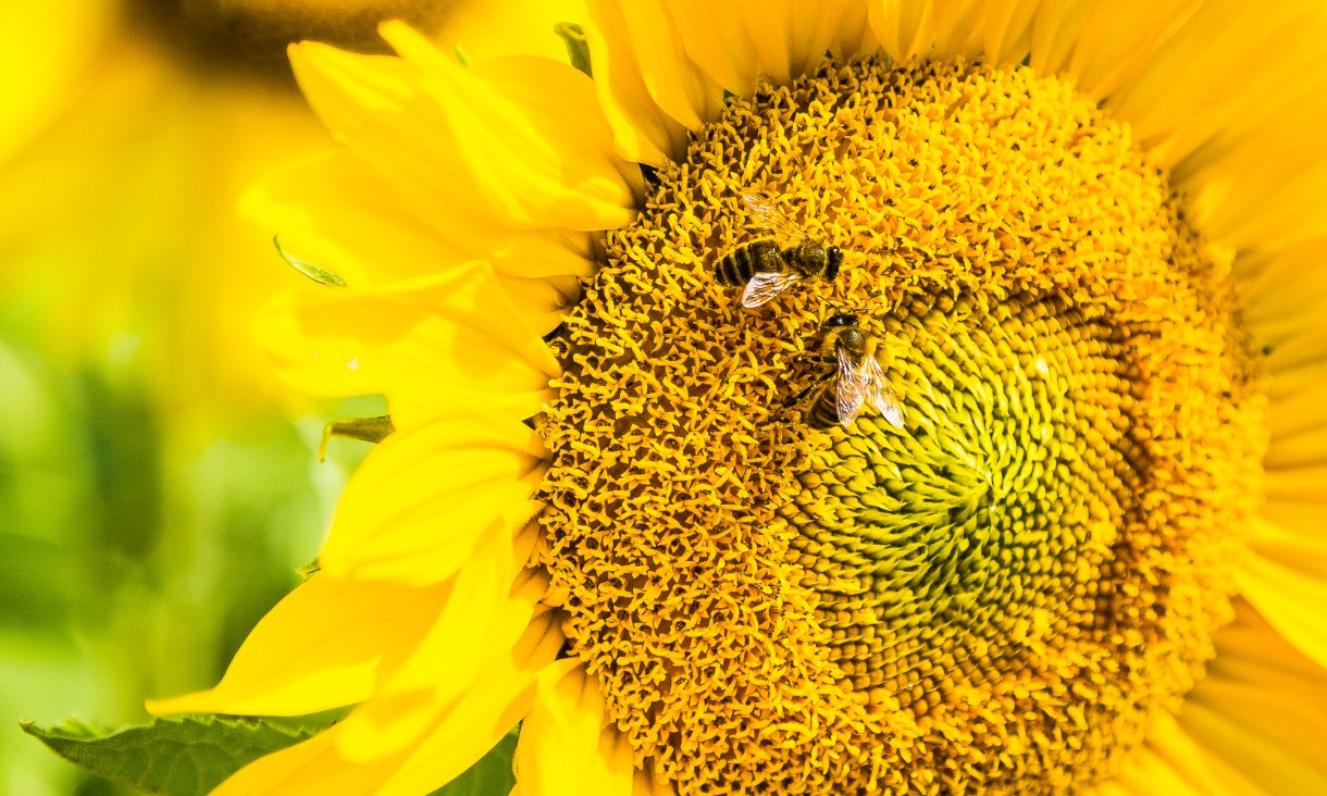 Researchers have found bees can do basic mathematics, in a discovery that expands our understanding of the relationship between brain size and brain power.