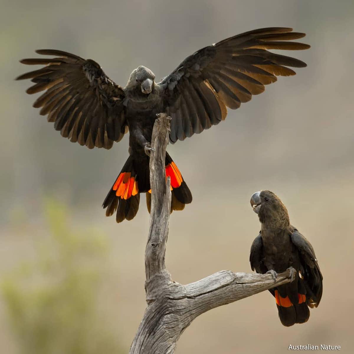 The majority of habitat for Kangaroo Island glossy black cockatoos burnt last summer. Bowerbirdaus/Wikimedia, CC BY-SA