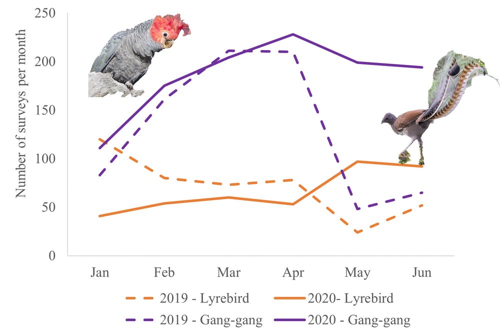 Change in the number of area-based surveys by Australian citizen scientists over the first six months of 2019 compared with 2020. Data sourced from BirdLife Australia’s Birdata database.