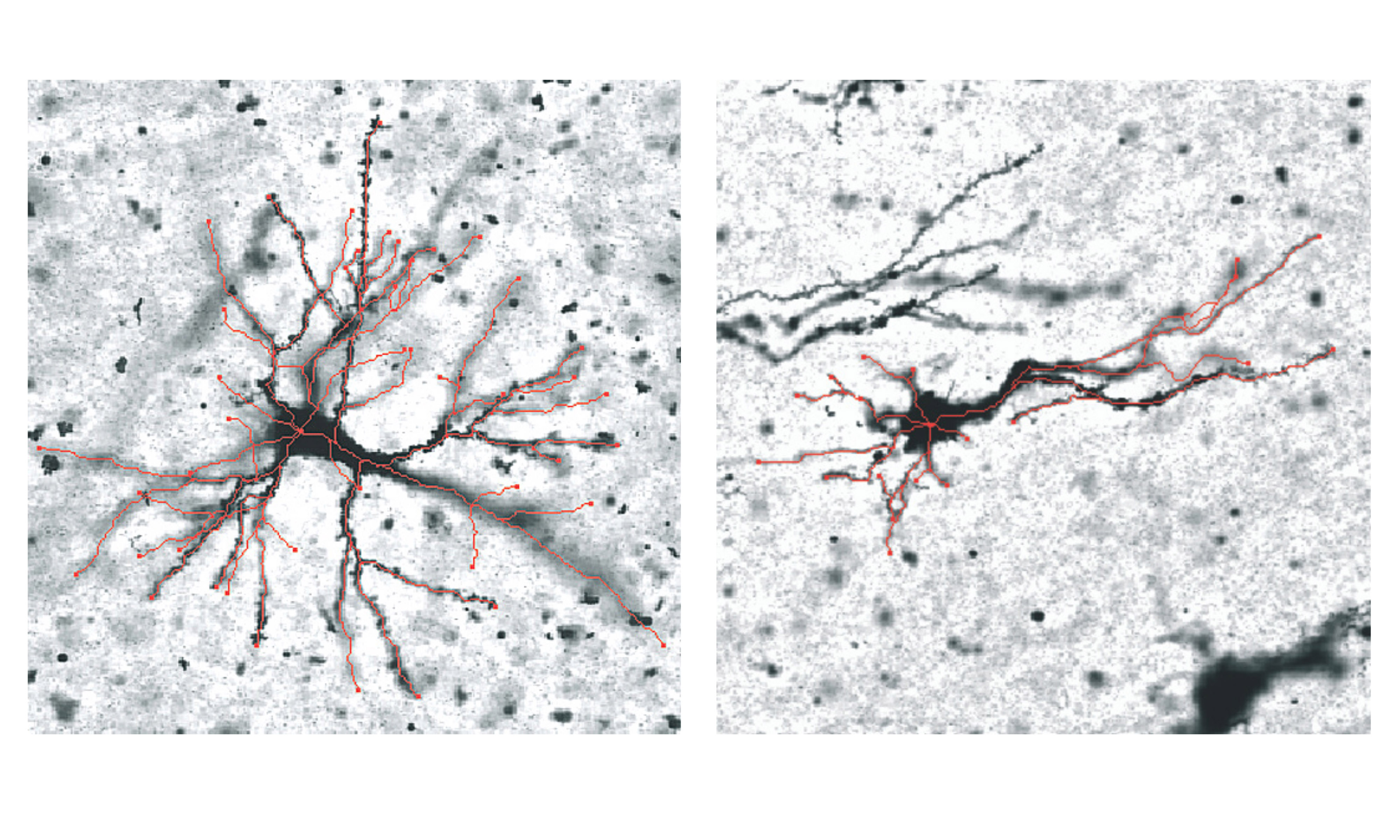 Grey matter neurons in the outward folds (left) and inward folds (right), with differences highlighted in red.