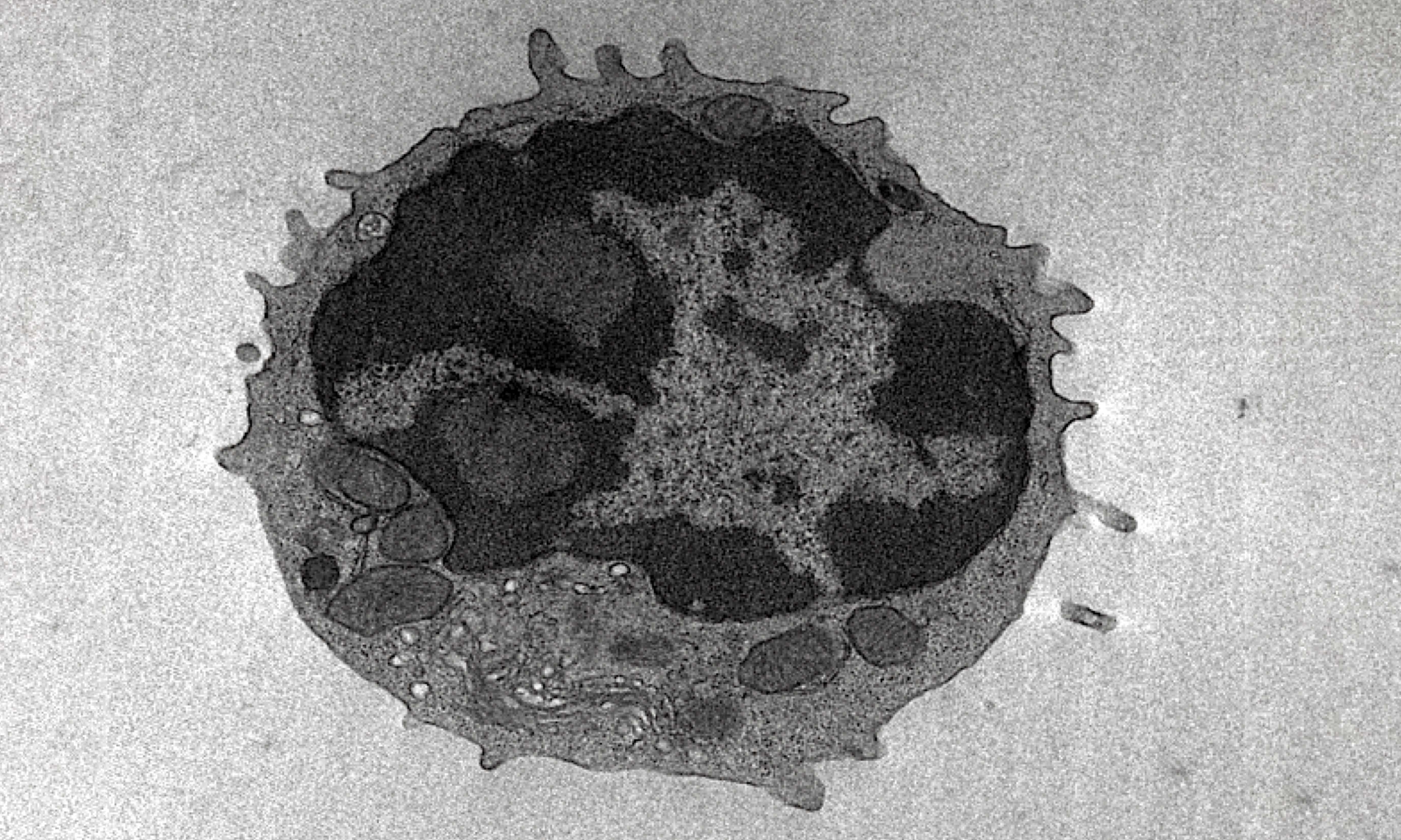 A magnified image of a T cell, showing the bean-like mitochondria that were the focus of the researchers' metabolic analyses.