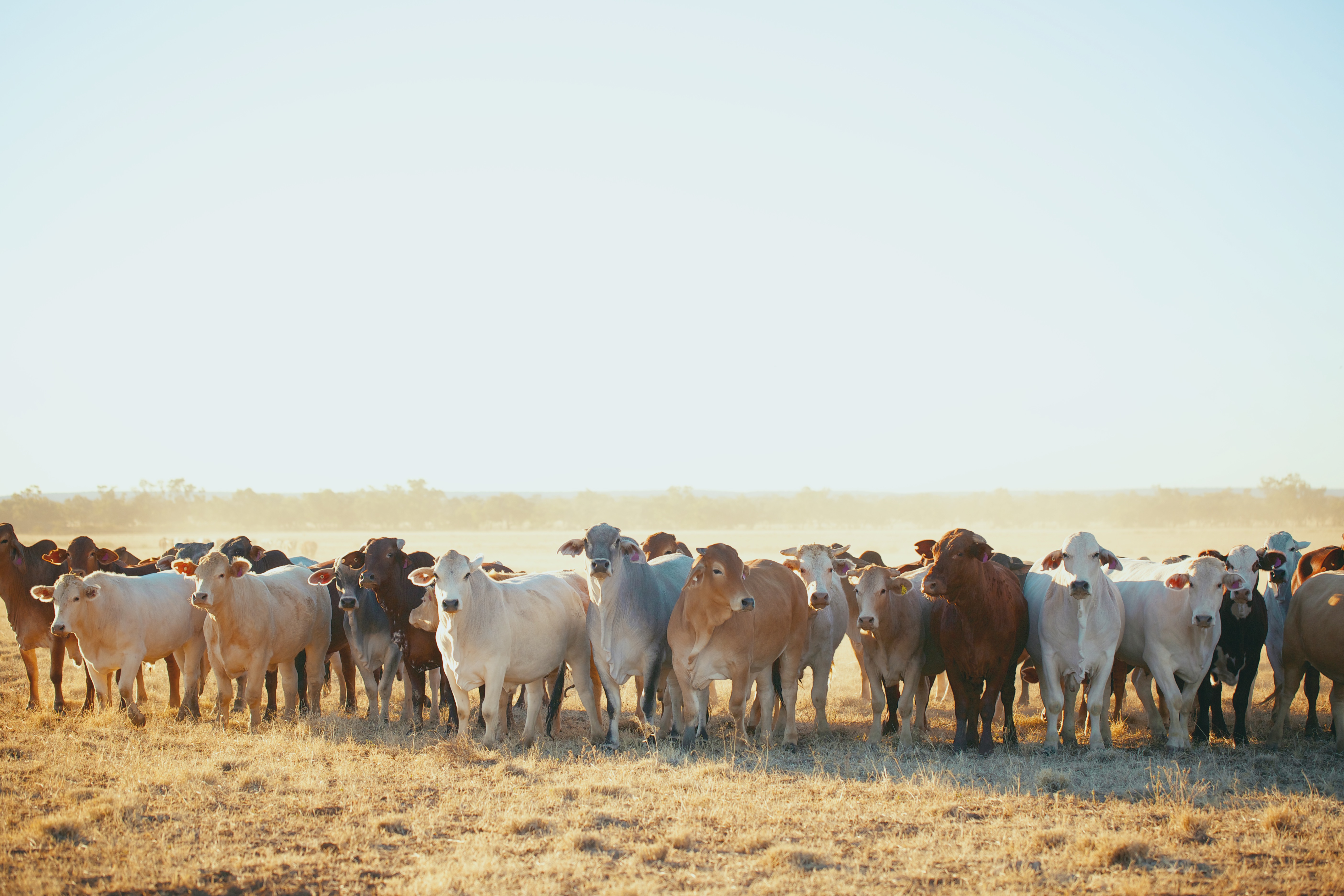 Unfortunately, cows are one of the biggest contributors to greenhouse emissions. 