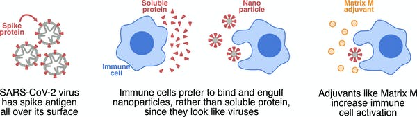 The spike protein is formed into nanoparticles to attract immune cells, and Matrix-M is added as an adjuvant to further activate immune cells. Author provided