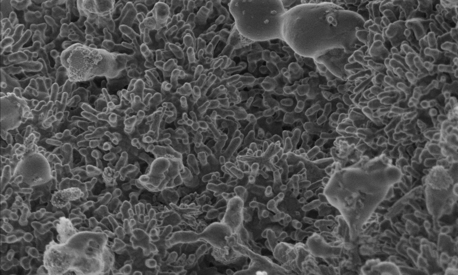 Magnified image of advanced carbon nanomaterials