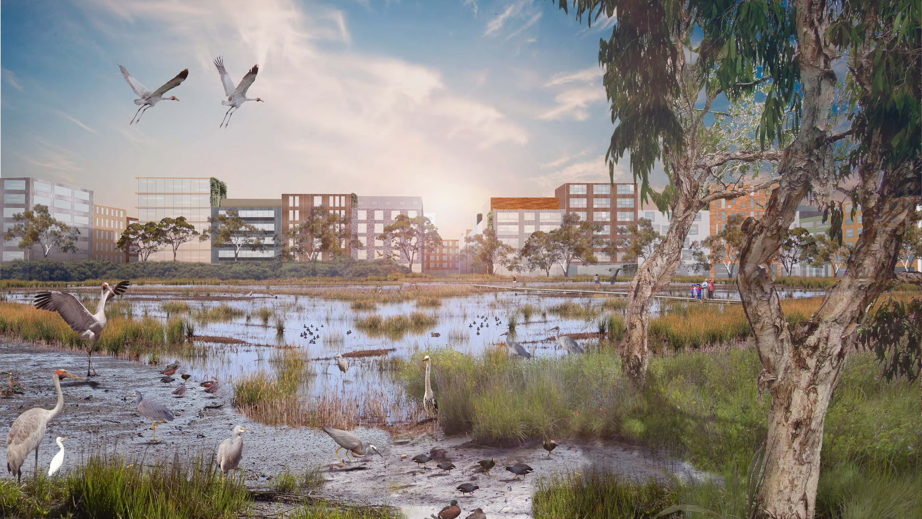Promoting biodiversity-sensitive urban design in urban renewal projects enhances liveability and minimises tree canopy and green space loss which are essential to urban cooling. Image from RMIT's ICON Science. 
