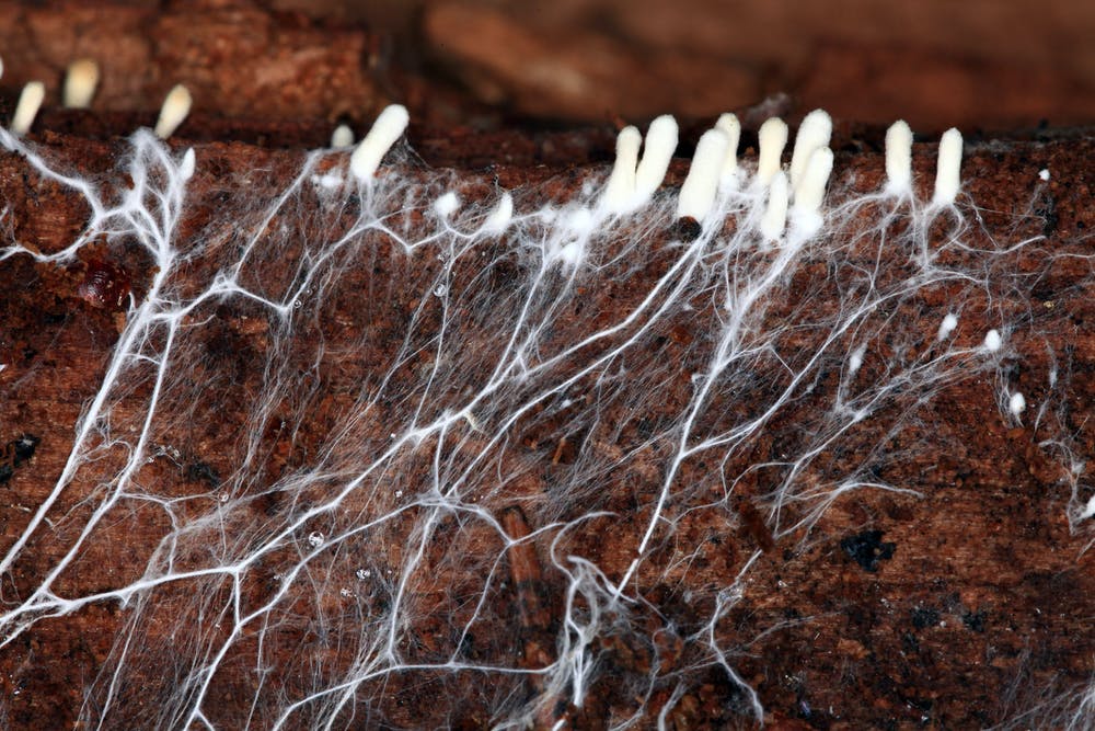 Mycelium is the vegetative body for fungi that produces mushrooms. Fungal colonies made of mycelium can be found in and on soil and wood. Shutterstock