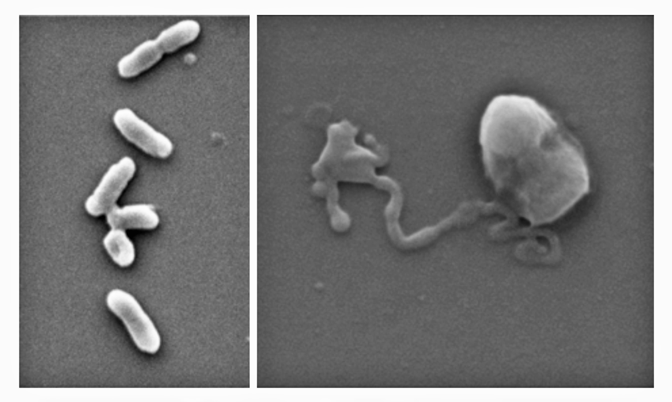 E.coli bacteria before exposure to the nanothin antimicrobial coating (left) and after (right).  