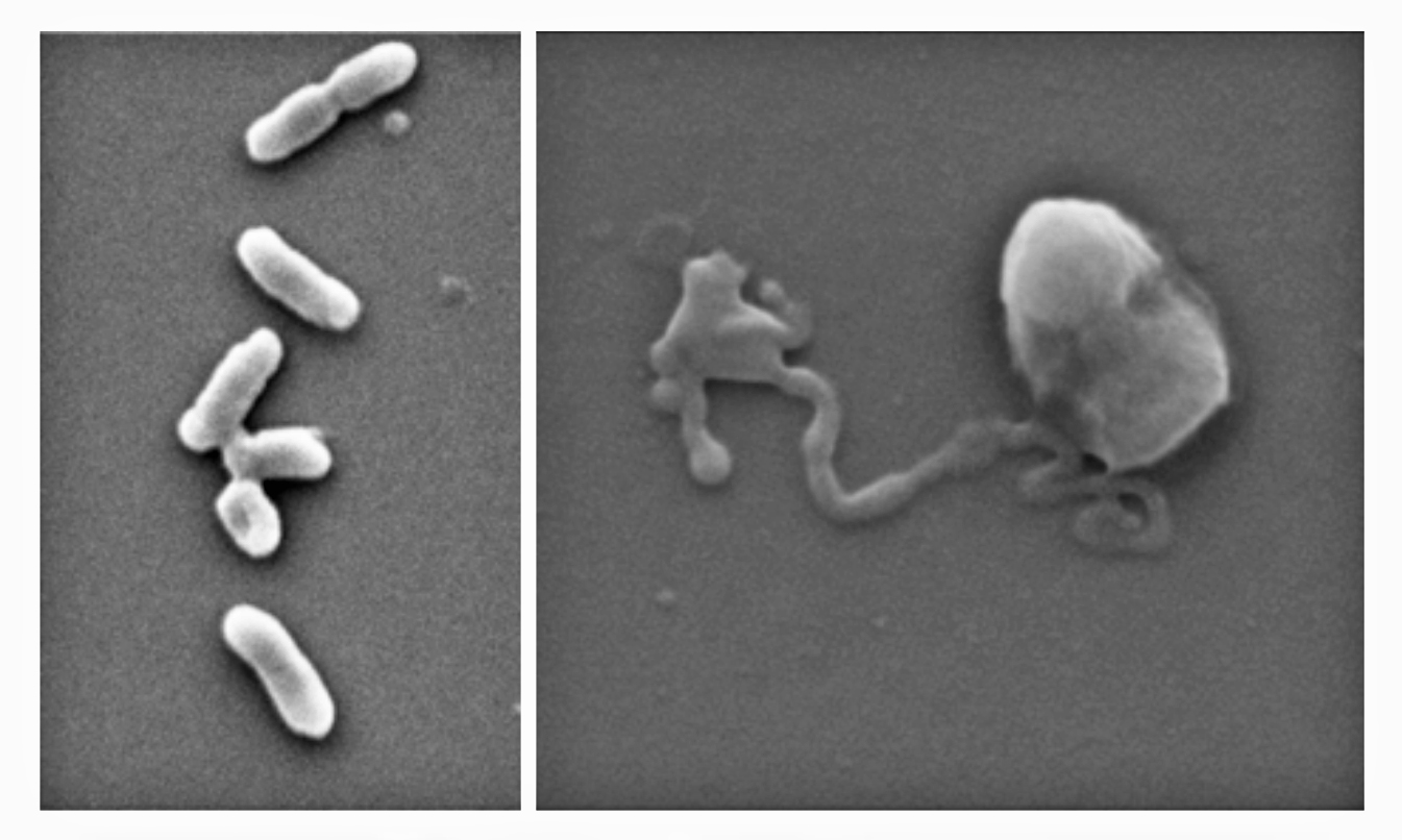 E.coli bacteria before exposure to the nanothin antimicrobial coating (left) and after (right). 