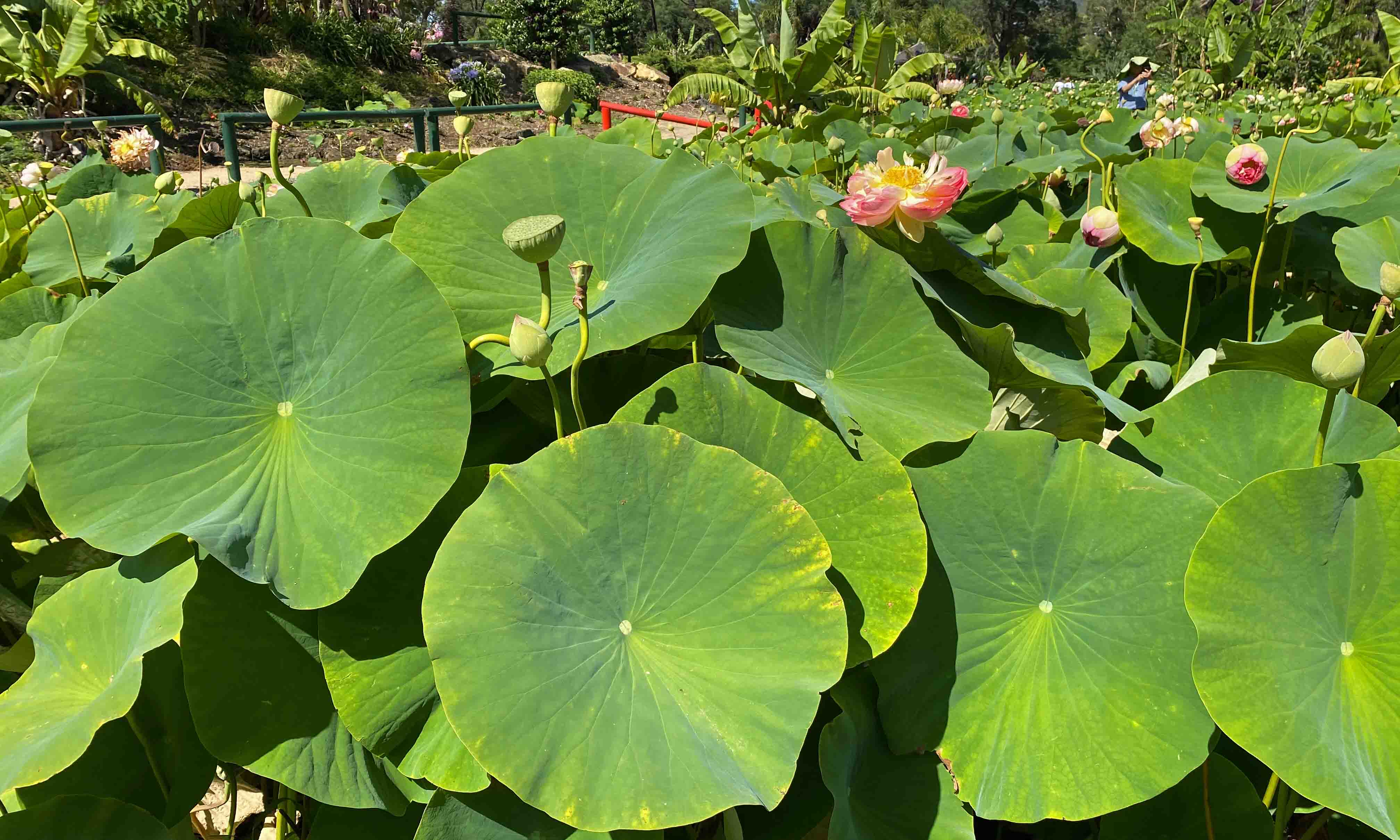 news-lotus-plants.jpg